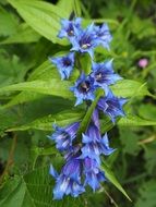 Picture of blue bellflowers