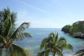 palm trees in front of water, caribbean island