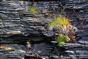 grass and moss on black rock