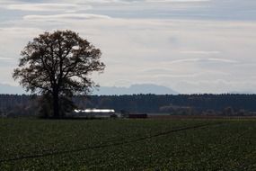 green tree on the field, germany, upper bavaria