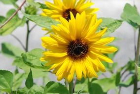 yellow sun flower in the garden
