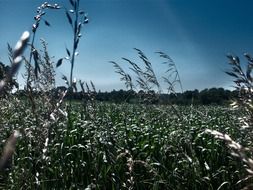 green field in summer