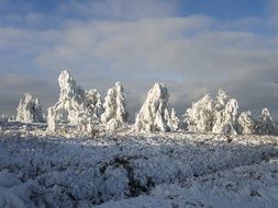 frozen snowy trees in the rays of the sun