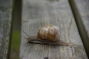 snail crawling on a wooden surface