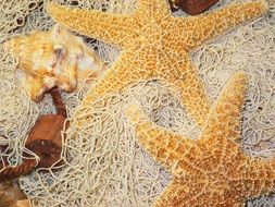 starfish decoration