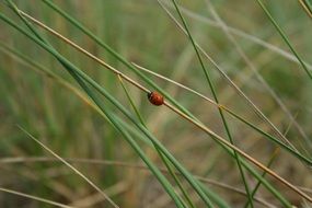ladybug on green grass closeup