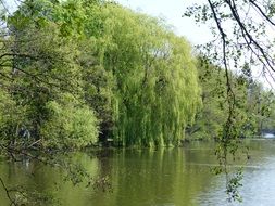 willow at water, summer landscape