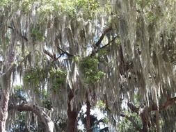 Moss on the trees in Florida