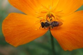 bug on orange flower