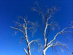 tree branches against the blue sky