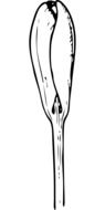 black and white graphic image of spring crocus