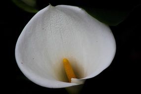 glass of milk flower