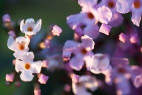 buddleja davidii bush