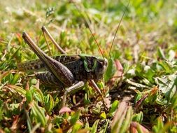 male grasshopper in green grass