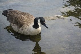Big goose on waterfalls surface