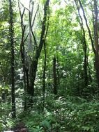 deciduous forest