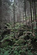 rocky green forest landscape