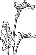 black white lily drawing in biology