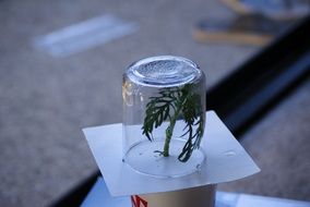 plant sweating biochemistry experiment