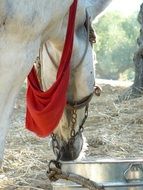 donkey feeding