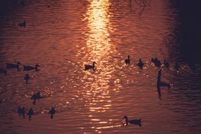 ducks swim in the pond at dawn