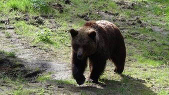 brown bear walking on green grass