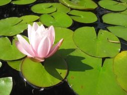 delicate pale pink water lily
