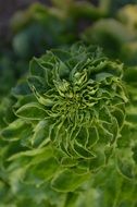 Green geschossener salad