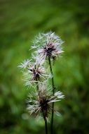 fluffy weed