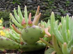 cactus plant in the nature