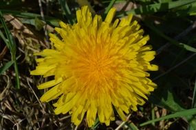 Sunny flower dandelion yellow nature