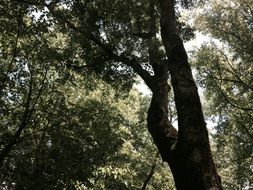 beautiful trees at summer
