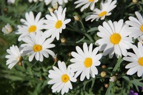 Natural daisies