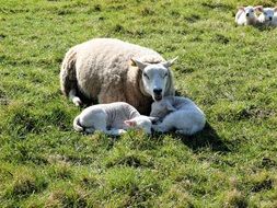 sheep with two lambs on green grass on a sunny day