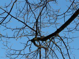 Tree branches at blue sky background