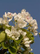 apple white blossom close-up against the sky