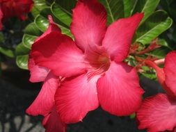 amazing red garden flowers