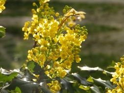 yellow mahonia