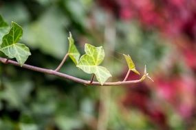 green young leaves on a branch
