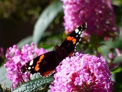 butterfly on a lilac flower in the garden