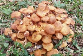 Toadstools in nature