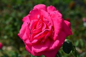 rose flowers in the sunshine