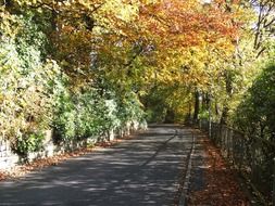 trees road