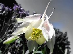 white flower with a yellow center in nature