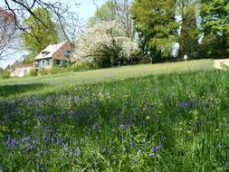 spring rural landscape