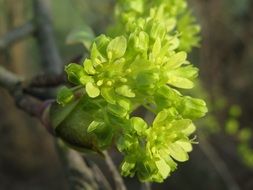 flowering branch of a acer platanoides