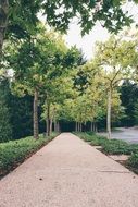 trees pathway park nature