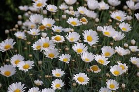 daisy meadow