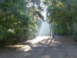 trail in the green forest