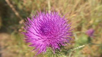 purple thistle flower, macro